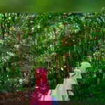 Lhya Rows profile icon