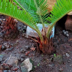 Devi Malika profile icon