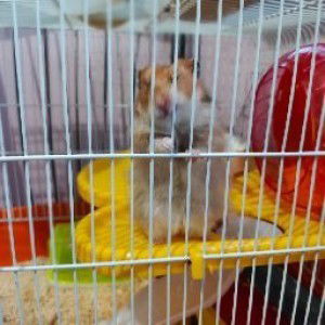 SITI NORITA profile icon