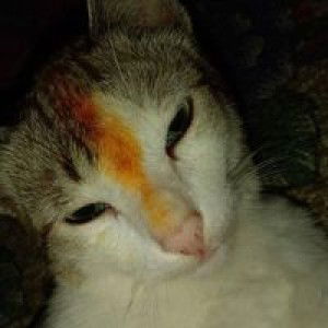 Imis Payber profile icon