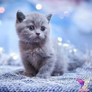 Nini Azira Ramli Aziezam profile icon