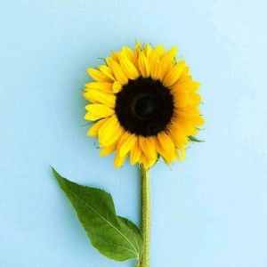 Nielova Afcarina profile icon