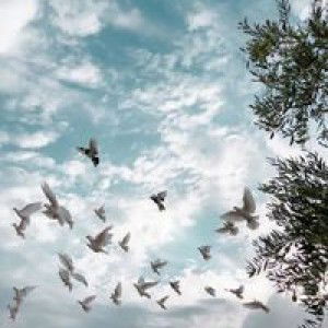 Merryna Rahma profile icon