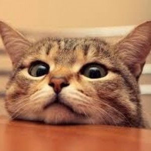 Risti Triyana Dewi profile icon