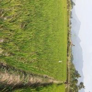 Nur siti profile icon