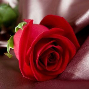 nitha preety profile icon