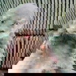 Mifta Tarore profile icon