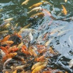 Abqariah Lulu Ufairah profile icon