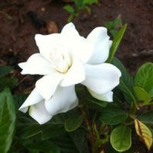 Puy Puy profile icon