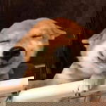 Sira profile icon