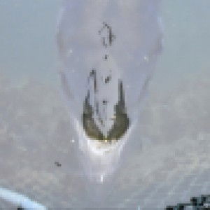 Dusa Okami profile icon