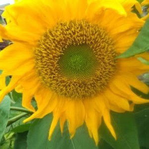 syahirah masinin profile icon