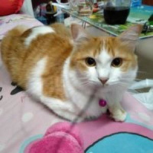 Chiratha Jamlong profile icon