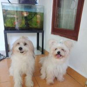 Made Vera Indriani profile icon