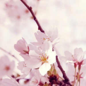 Trysna Wiwit profile icon