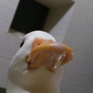 Kamonnooch Saebe profile icon