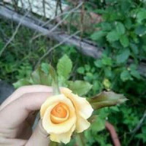 Annisa Sholeha profile icon