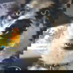 Soraya Jampanio profile icon