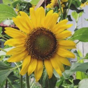 Nila Rofikoh profile icon