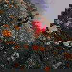 Ja Wa Sujittra profile icon