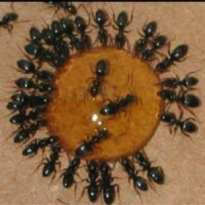 Marabunta profile icon