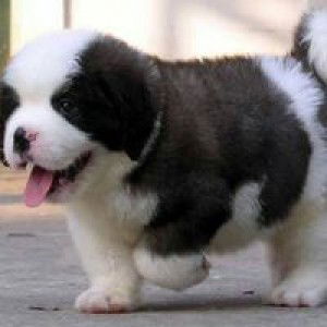 ZA Mansome ZA profile icon