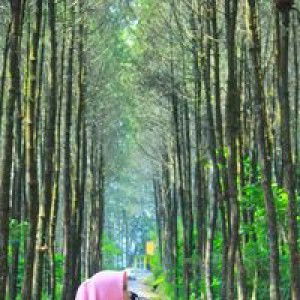 Feni Suryantii profile icon