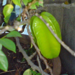 Nguyen Van profile icon