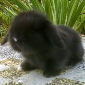 Carol Cj profile icon