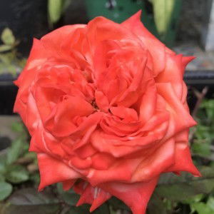 Ummu Ammar Rais profile icon