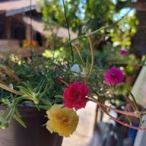 Sohot Furby Ying Zaza profile icon