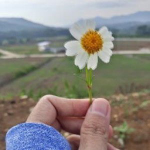 Maulita profile icon