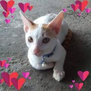 Su Santy profile icon