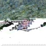 Rindang ASF profile icon