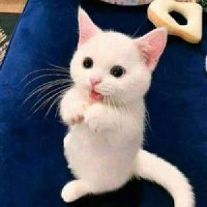 Sabil Lia profile icon