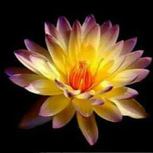 Nurul Fatimah profile icon