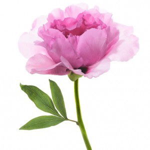 Nuraini profile icon