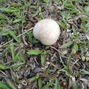 Ain Syahirah profile icon