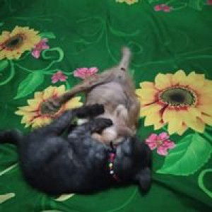 Ocih Mamh Nya Alipah profile icon