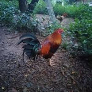 Ninyo Asuncion profile icon