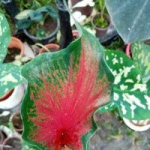 Nur Nur profile icon