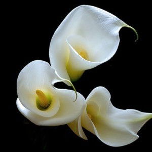 Endah Triwulan Sari profile icon