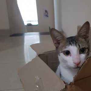 princess tny profile icon