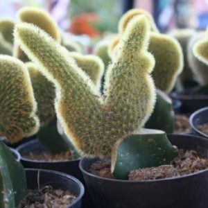 Vinna Marwa profile icon