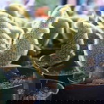 Vinna Marwa profile icon