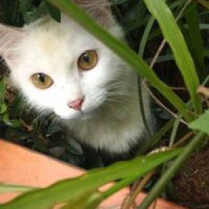 Ricky Putra profile icon