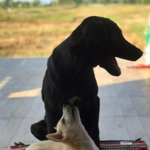 Suphansa Banknikrai profile icon