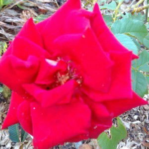 Rhina S profile icon