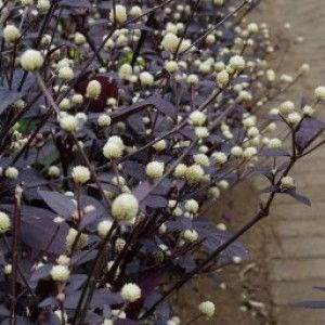 Rizky Agustina profile icon