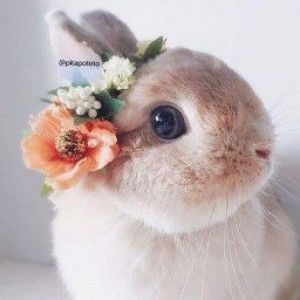 min dueanpen profile icon